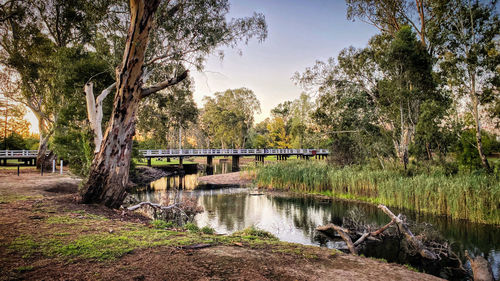 Bridge over river in forest against sky