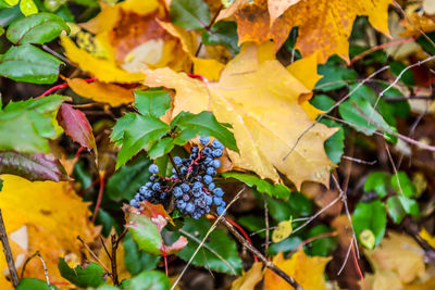 Close-up of leaves growing on plant during autumn