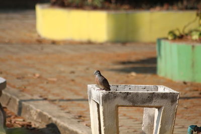 Close-up of bird perching on wooden table