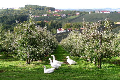 Birds on field against trees