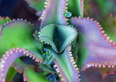 Close-up of succulent plant