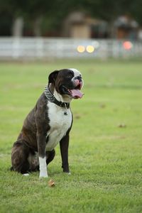 Dog on field