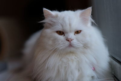 Close-up portrait of cat