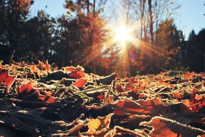 Close-up of autumn leaves in park during sunset