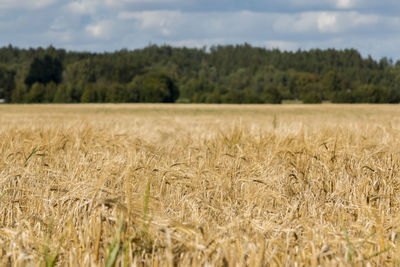 Scenic view of wheat field against sky