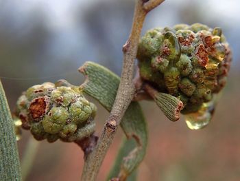 Close-up of plant against blurred background