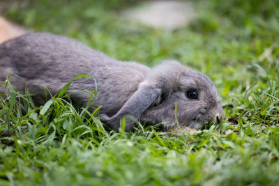 Close-up of a rabbit on field