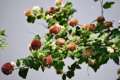Close-up of flowering plants against sky