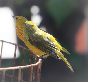 Close-up of bird perching on wall