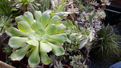 Close-up of leaves