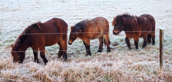 Horses in pasture