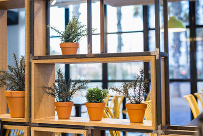 Potted plants on table against window