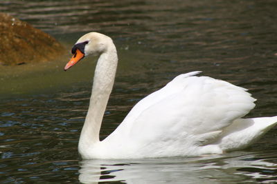 Swan swimming in lake