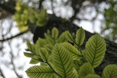 Close-up of leaves