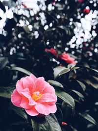 Close-up of pink flowers blooming outdoors