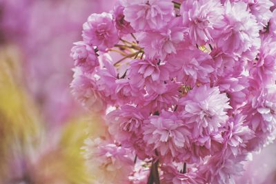 Close-up of pink cherry blossoms