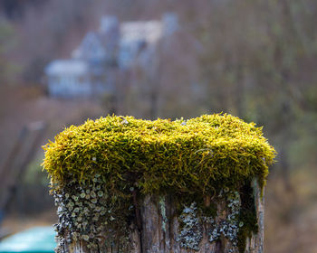 Close-up of moss growing on tree stump