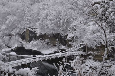 Snow covered trees in winter