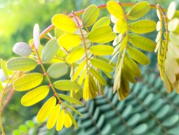 Close-up of yellow flowers