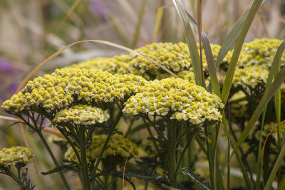 Close-up of yellow flowering plant