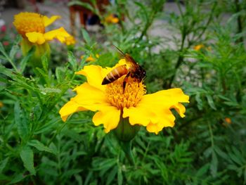 Close-up of bee pollinating on yellow flower