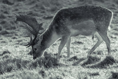 Deer grazing on field