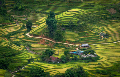 Scenic view of agricultural field