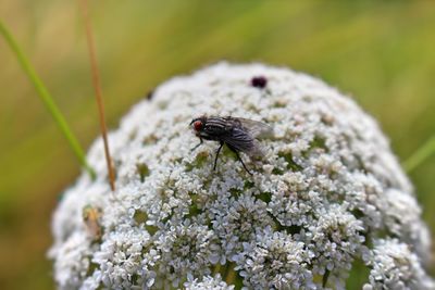 Close-up of housefly on white flowers