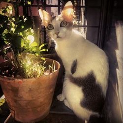 Cat by plants at home