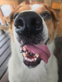 Close-up of dog sticking out tongue