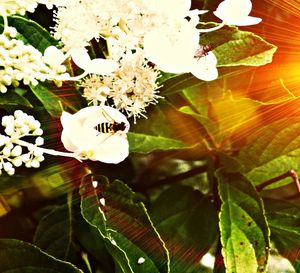 Close-up of white flowers blooming outdoors