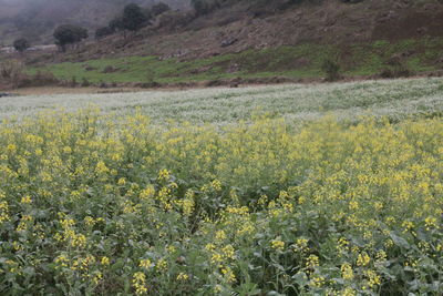 Yellow flowers growing in field