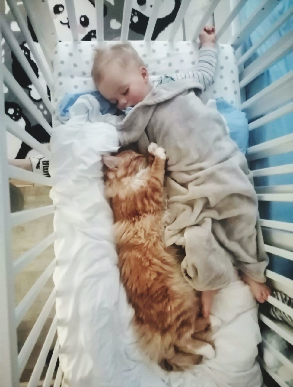 real people, childhood, child, one animal, baby, domestic animals, mammal, young, people, indoors, males, lifestyles, pets, front view, innocence, canine