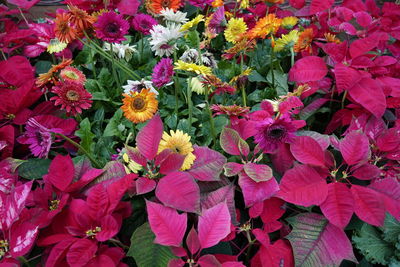 Close-up of flowers blooming outdoors