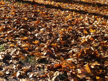 High angle view of maple leaves on street