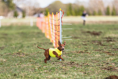 Dog running straight on camera and chasing coursing lure on green field