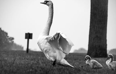 Birds perching on a field