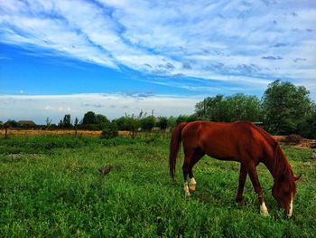 Horse grazing on field against sky