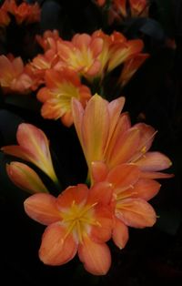 Close-up of flowers