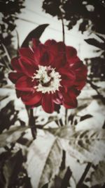 Close-up of red hibiscus