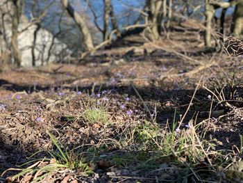 Close-up of plants growing on field