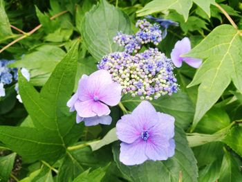 Close-up of purple flowers