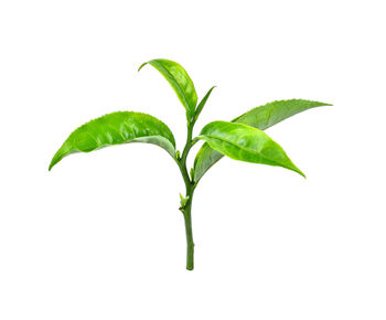 Close-up of fresh green leaves against white background