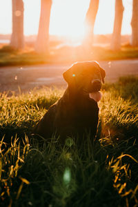 Close-up of boy on field against sky during sunset