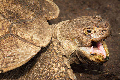 Close-up of a turtle