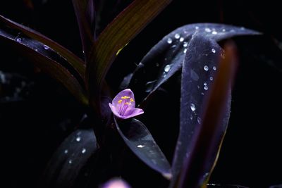 Close-up of wet flower blooming at night
