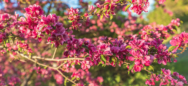 Close-up of pink flowering plant