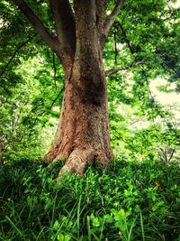 Trees in forest