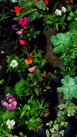 High angle view of plants growing outdoors