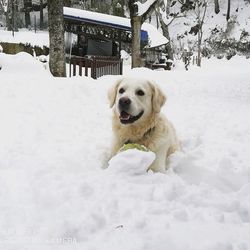 Dog in snow